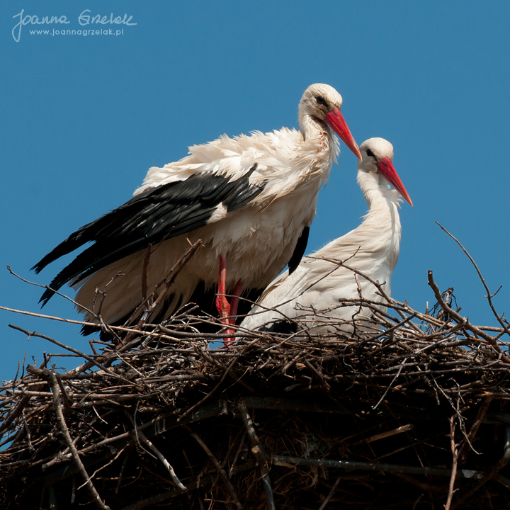 045_Biebrza - kwiecien 2011.jpg